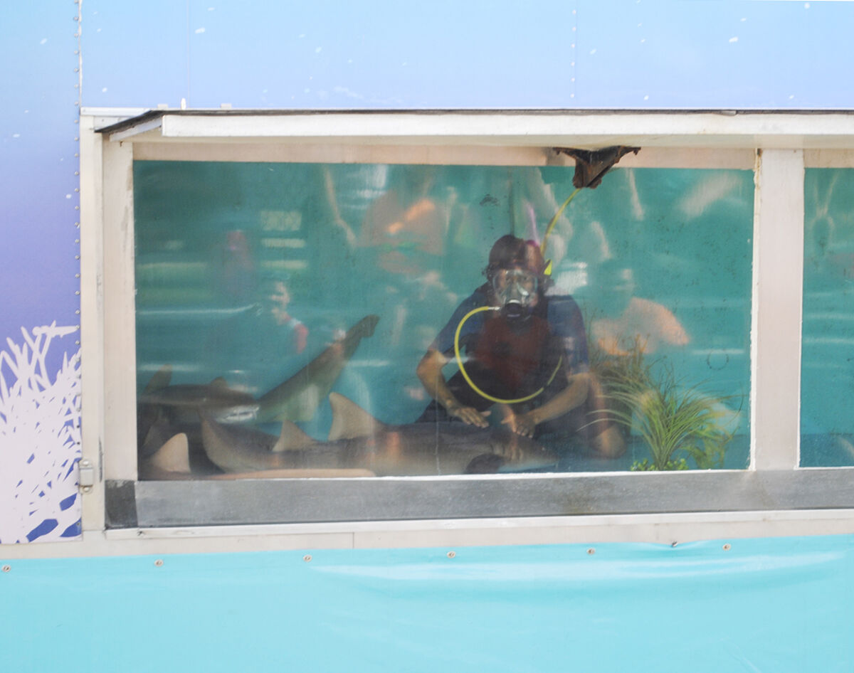 Fair:SharkShow2C-JH.jpg